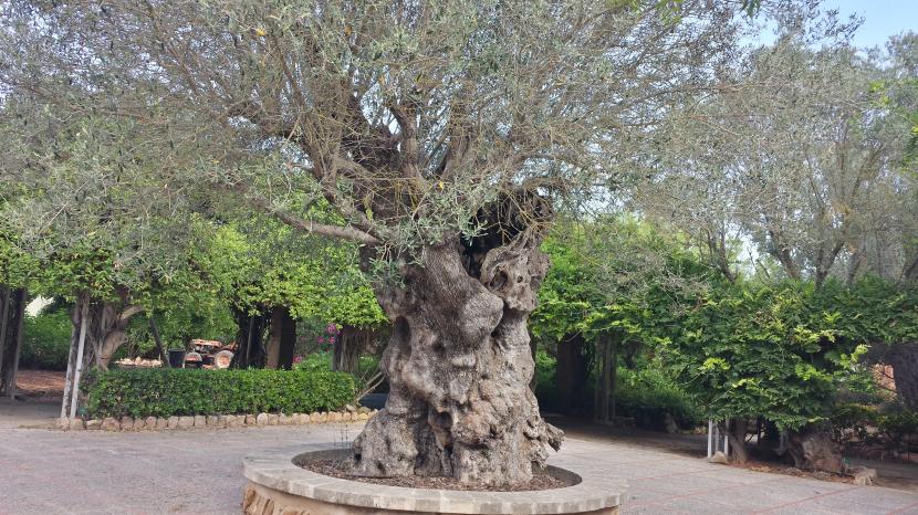 Olivo, Olea europaea, en un jardín mediterráneo