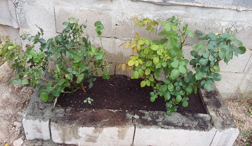 Rosales plantados en una jardinera de obra