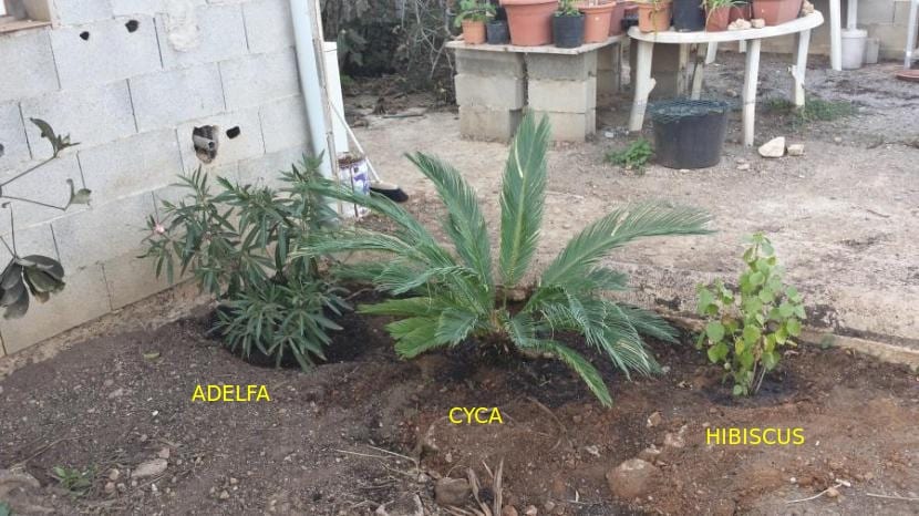Zona de acceso al jardín ya plantada