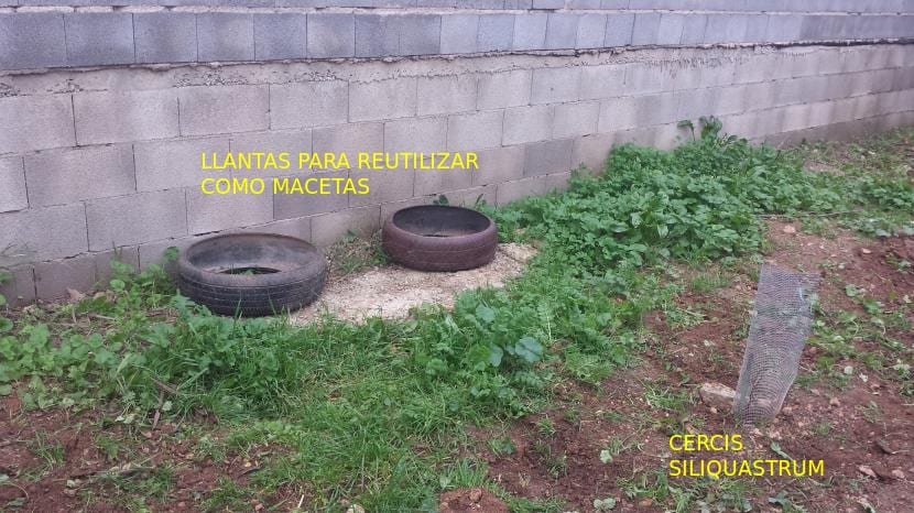 Plantación en la franja junto al muro de la vivienda