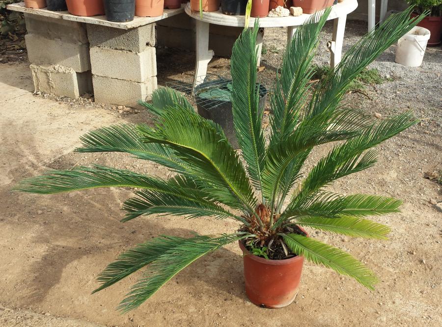 Ejemplar de Cycas revoluta en un jardín