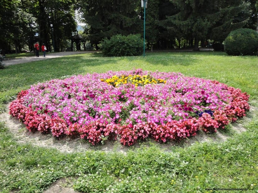Cómo elegir las plantas del jardín paso a paso