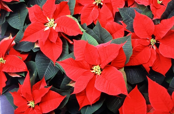 Flor de pascua con brácteas rojas y ciatios amarillos en el centro