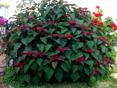 Flor de Pascua cultivada como arbusto en el exterior