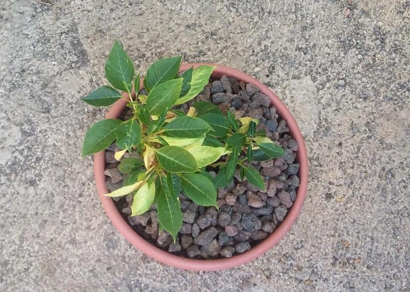 Flor de Pascua con brácteas rojas