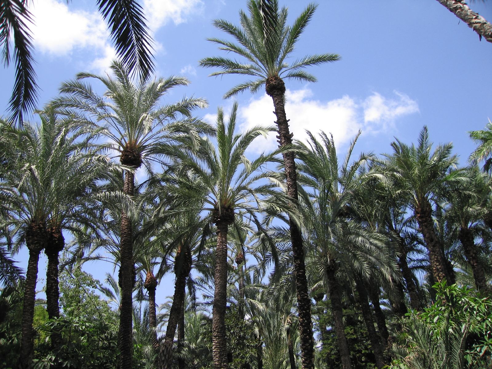 Huerto del Cura de Elche: guía de visita y sus palmeras
