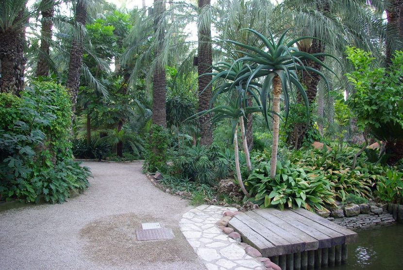 Vegetación bajo las palmeras en el Huerto del Cura de Elche