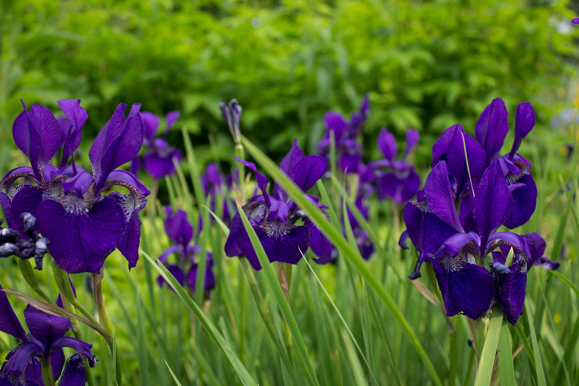 Ideas para embellecer el jardín con criterio y poco gasto