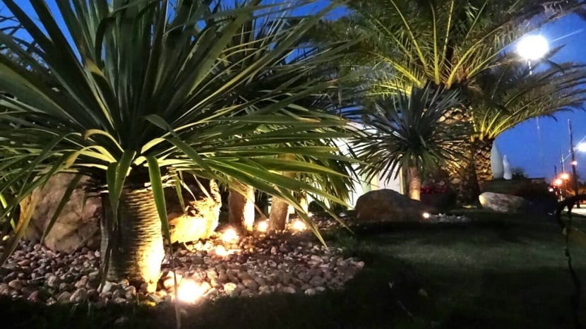 Palmeras iluminadas desde el suelo en un jardín
