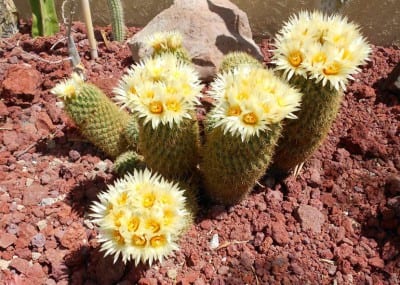 Cactus del género Coryphantha en cultivo