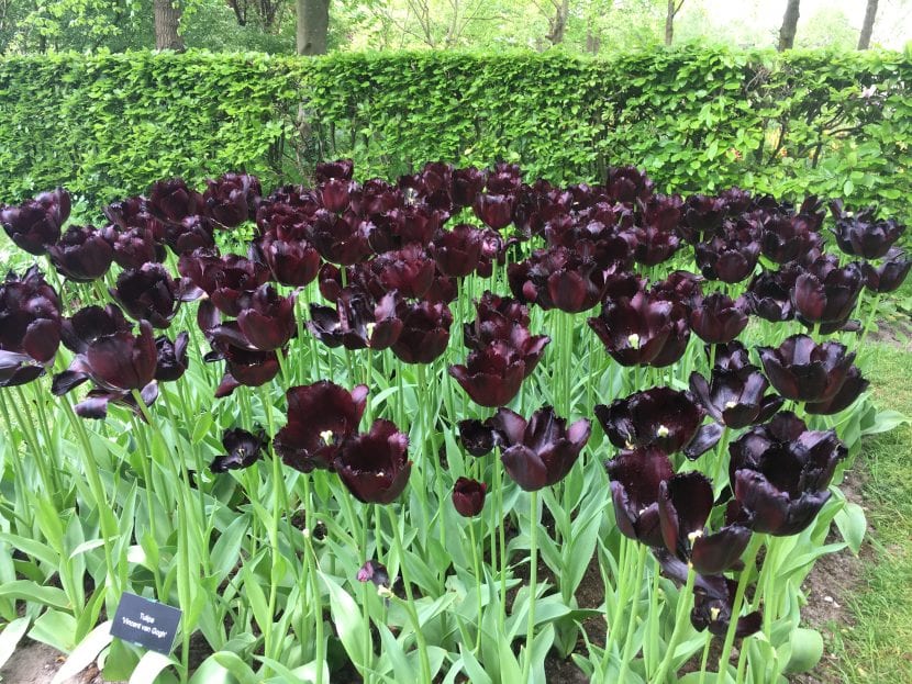 Tulipanes en flor en el jardín de Keukenhof