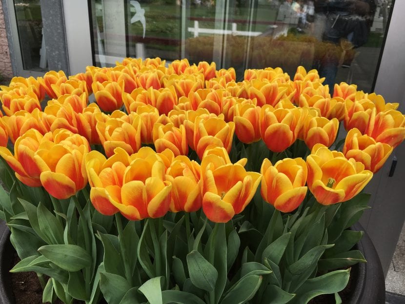 Macizo de tulipanes naranjas en el Keukenhof