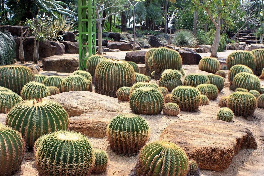 Jardín xerófilo: diseño, plantas y riego para clima seco