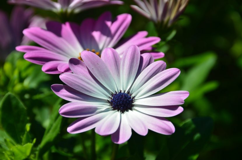 Osteospermum ecklonis en flor, vivaz resistente a la sequía