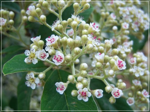 Mantenimiento del jardín y control del crecimiento