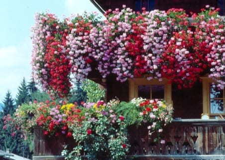 Plantas para balcón según orientación, sol y viento