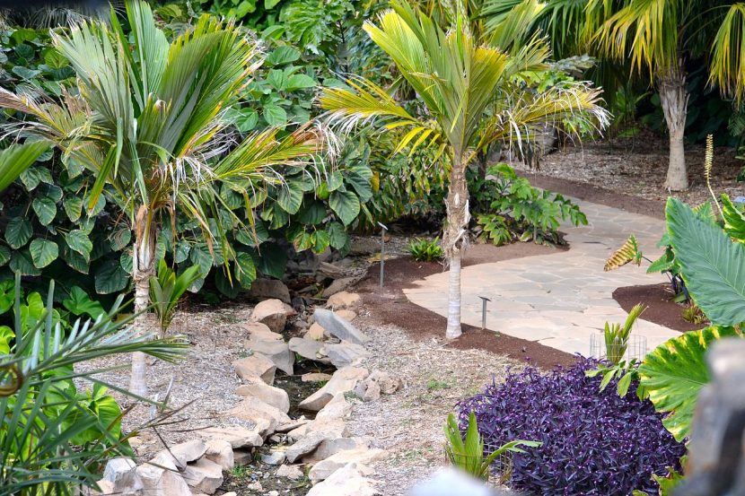 Palmeras de distintas procedencias en las secciones biogeográficas del Palmetum