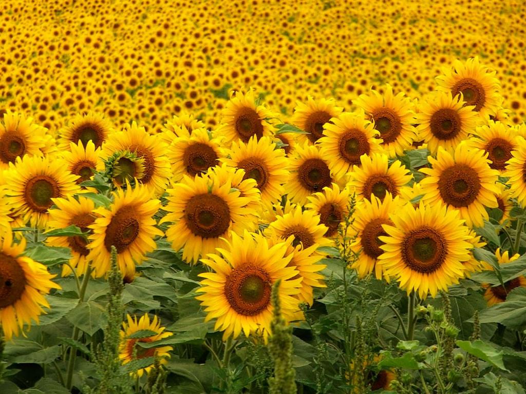 Girasoles en flor, ejemplo de planta anual de estación cálida