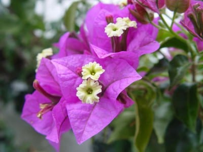 Bougainvillea glabra en flor