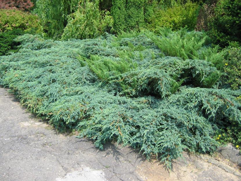 Juniperus x pfitzeriana, enebro de porte extendido para taludes