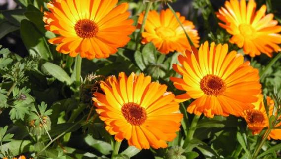 Crisantemos en flor