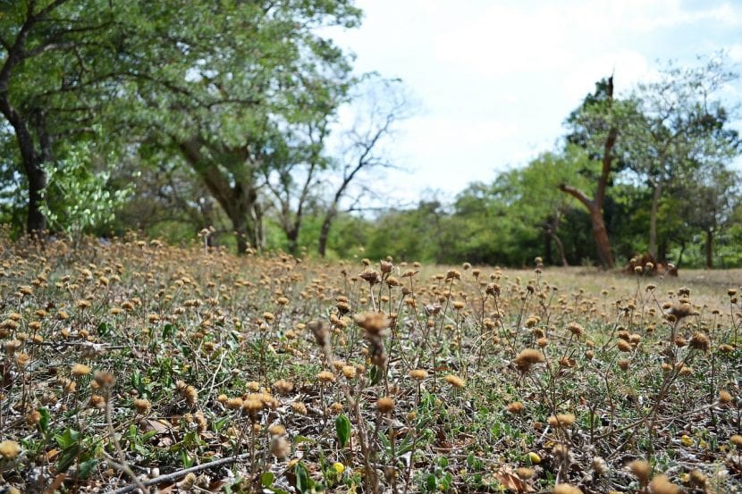 Jardín seco con el césped agostado y el suelo agrietado
