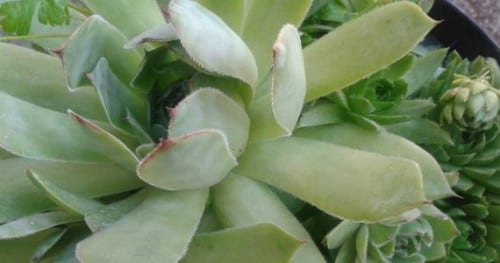 Grupo de suculentas plantadas en un macizo exterior