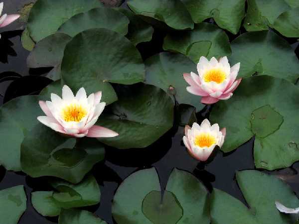 Nenúfares en flor sobre la superficie de un estanque