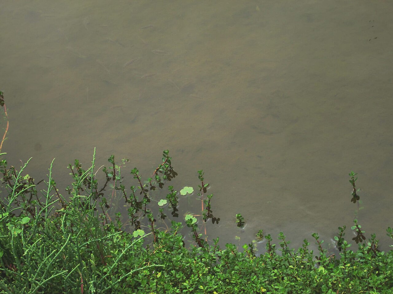 Estanque con distintos tipos de plantas acuáticas flotando en superficie