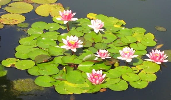 Plantas flotantes para estanque: cuáles sí y cuáles no