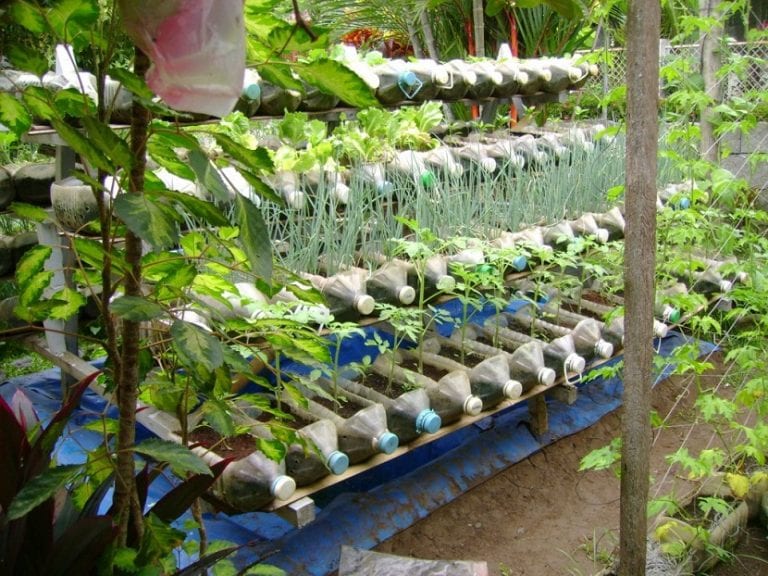 Botellas de plástico reutilizadas como recipientes de cultivo en el jardín