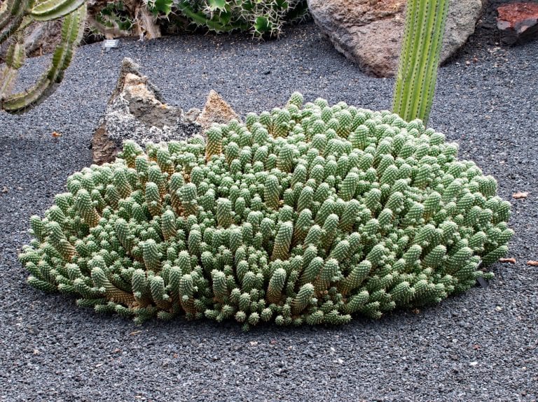 Jardín de cactus y plantas crasas con grava en superficie