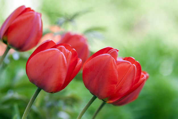 Tulipanes