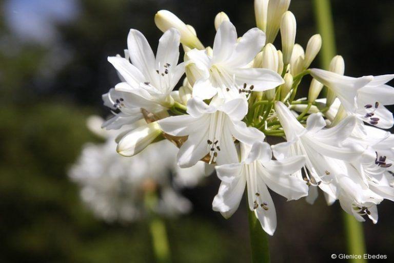 Agapanto. Cuidados, Cultivo y Reproducción