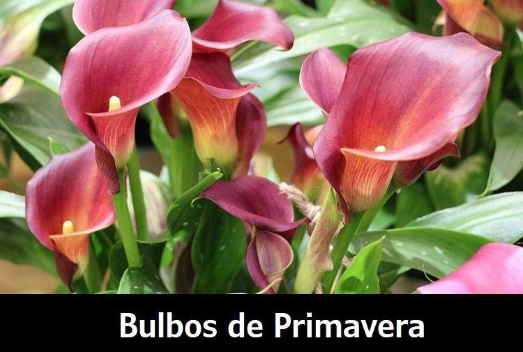 Bulbos de Primavera