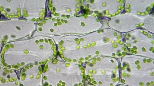 Cloroplastos microscopio