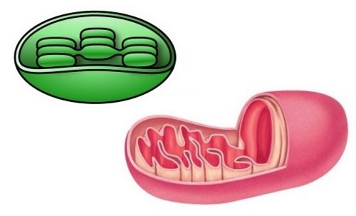 Cloroplastos y mitocondrias