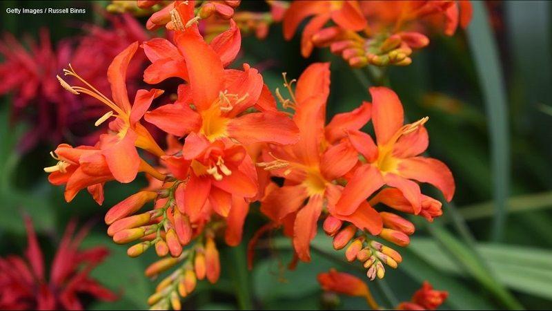 Crocosmia, Cuando Plantar