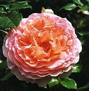 Rosa Abraham Darby