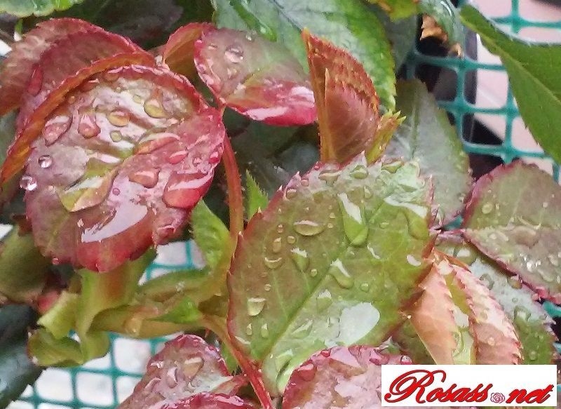 ¿Cómo son las Hojas de las Rosas?