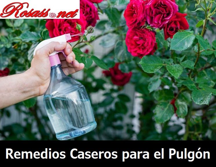 Mejores Remedios Caseros Para el Pulgón