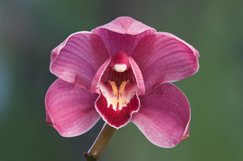 Cymbidium en flor de tono rosado
