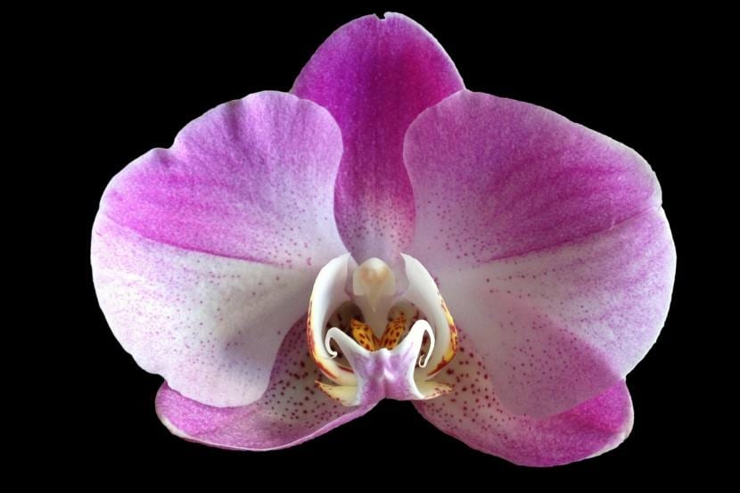 Riego de orquídeas: cuándo, cómo y con qué agua regarlas