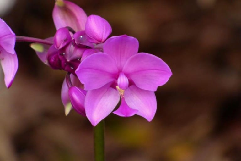 Orquídea terrestre cultivada en sustrato de tierra