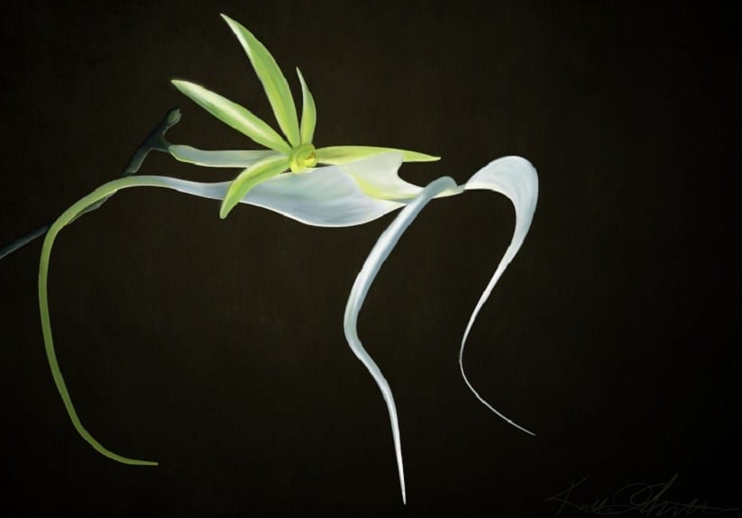 Orquídea fantasma: cómo es y por qué es tan rara