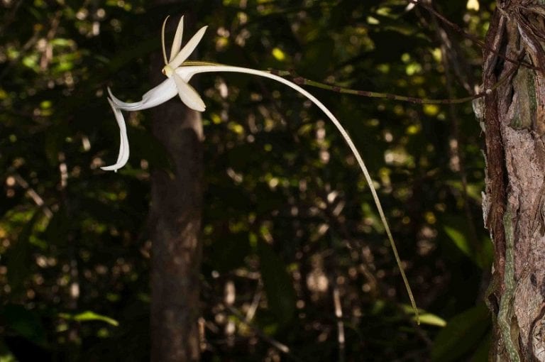 Flor blanca de la orquídea fantasma colgando en el aire