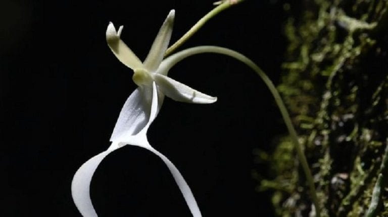 Detalle de la flor blanca de la orquídea fantasma