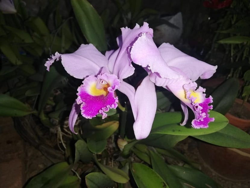 Cattleya trianae: características, cultivo y cuidados