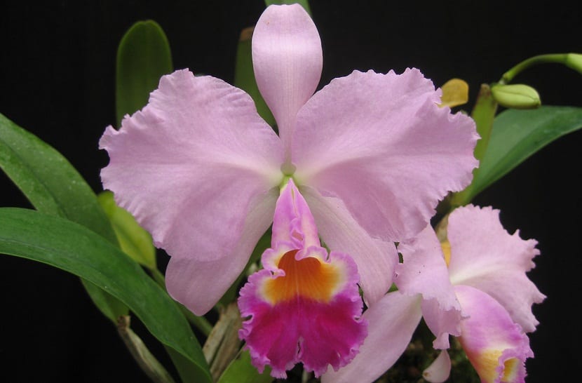 Flor rosada de Cattleya trianae vista de cerca