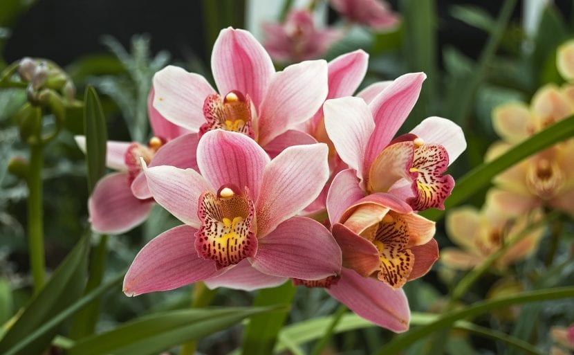 Cymbidium, una orquídea que necesita frío en invierno